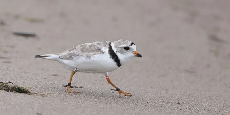 Piping plover rebirth part of statewide effort